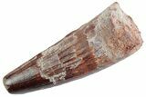 Fossil Spinosaurus Tooth - Feeding Worn Tooth #367990-1